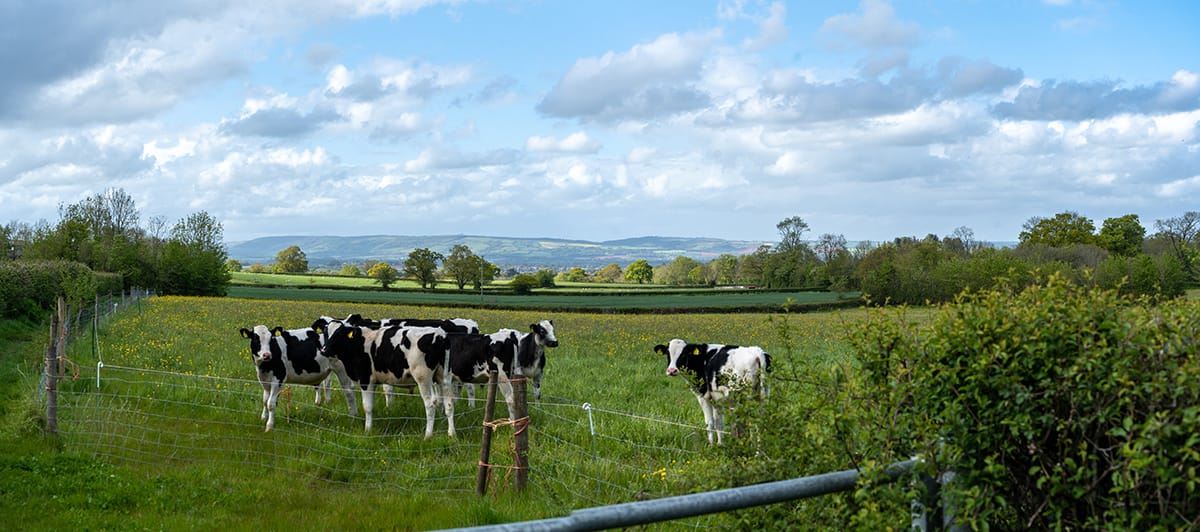 View of Landscape with cows in field and Qauntock Hills