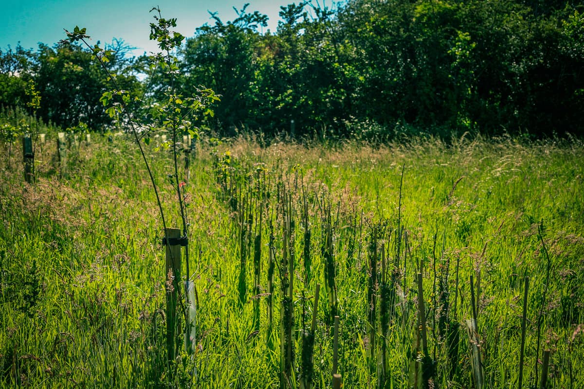 Landscape Buffer Native