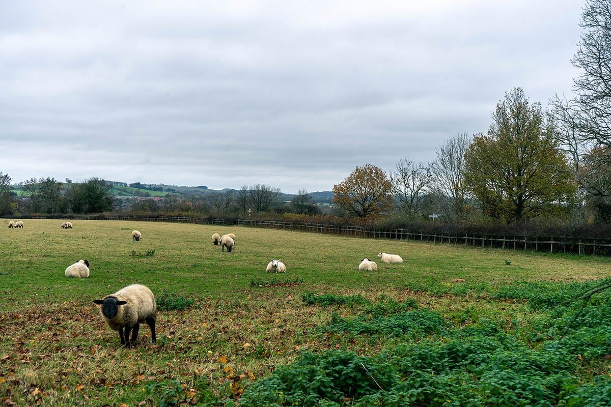 View of sheep in field in Daventry