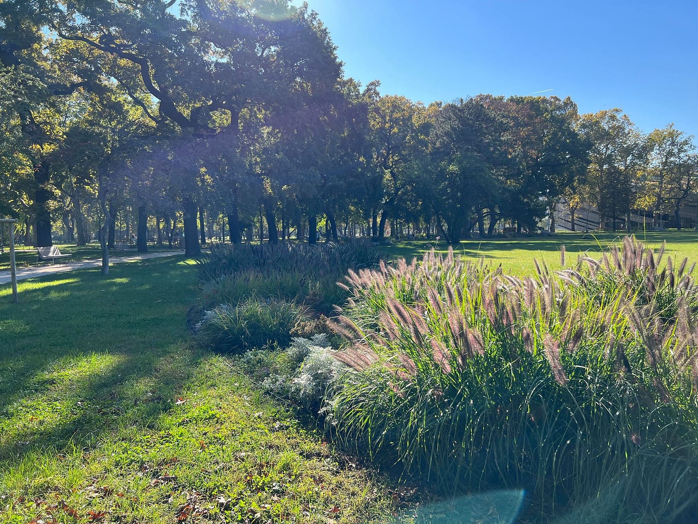 Rain garden planting bed in parkland landscape for sustainable drainage