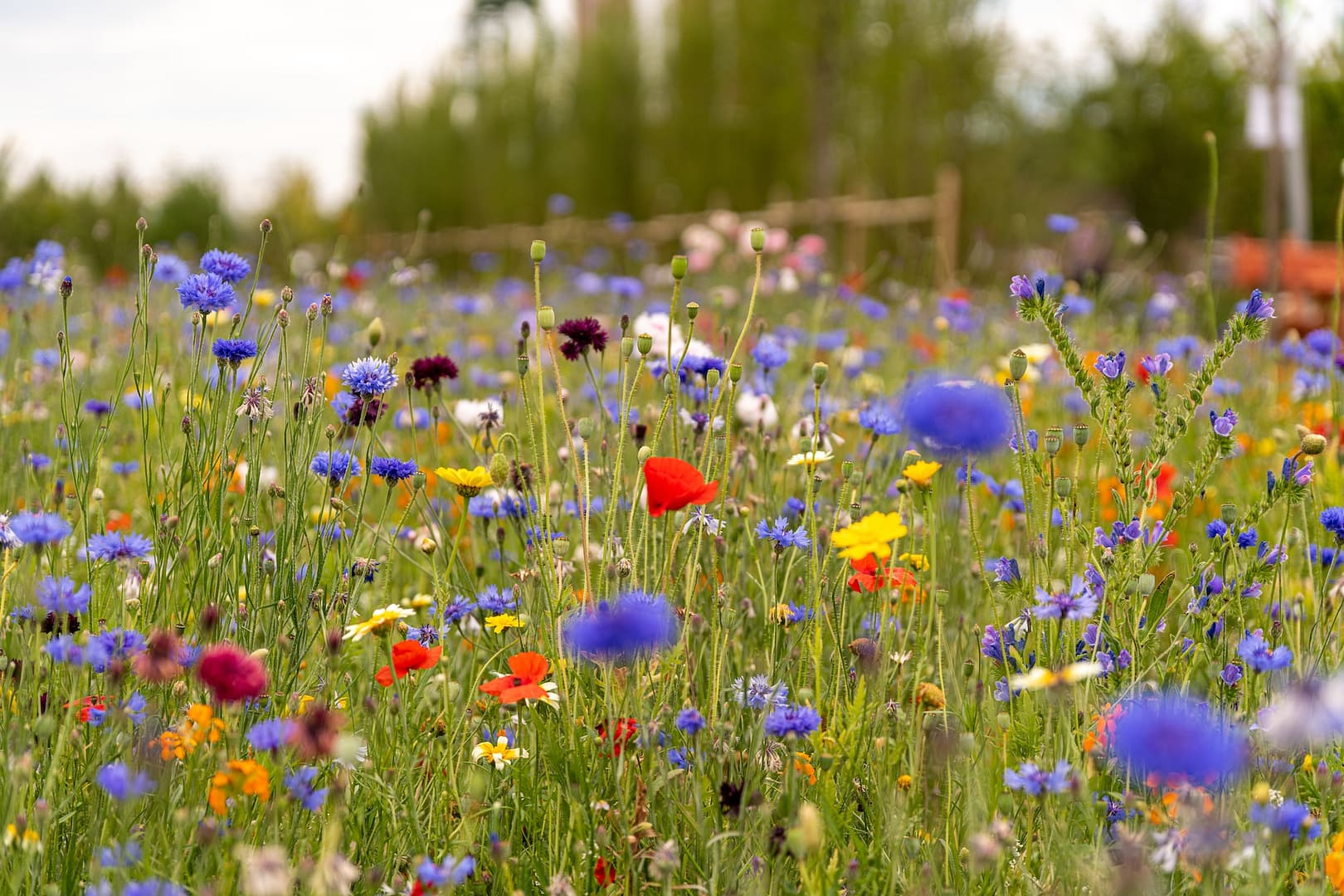 Wildflower Meadow in Summer