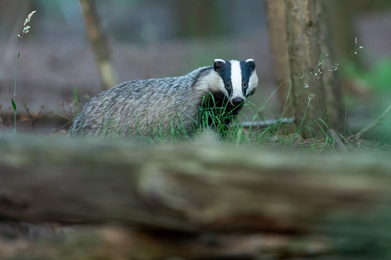 Badger in Woodland