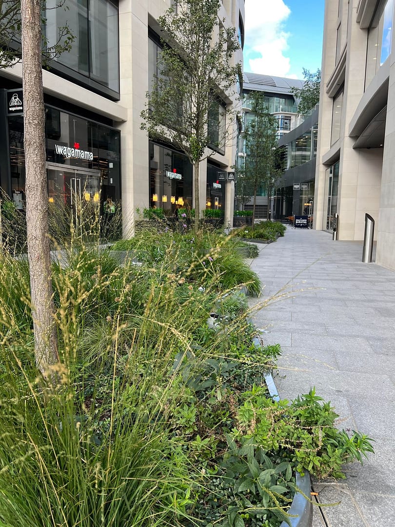 London rain garden treating surface water run off