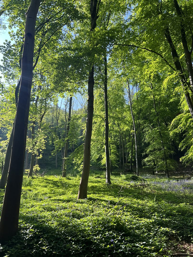 Mixed Beech Woodland