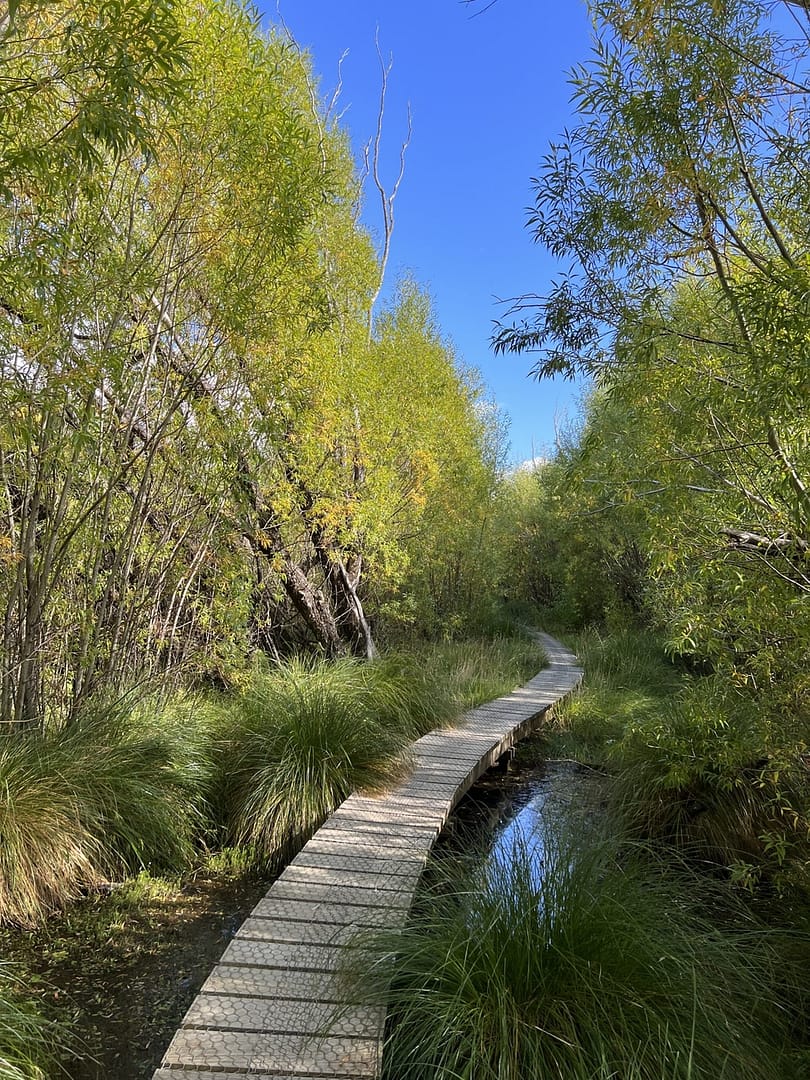 Boardwalk over water with trees